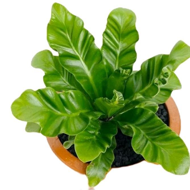 tanamanhias kadaka lasagna - tanaman kadaka lasagna - kadaka lasagna tanaman Daun