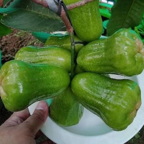 bibit jambu kiojok pohon buah jambu kiojok hasil okulasi