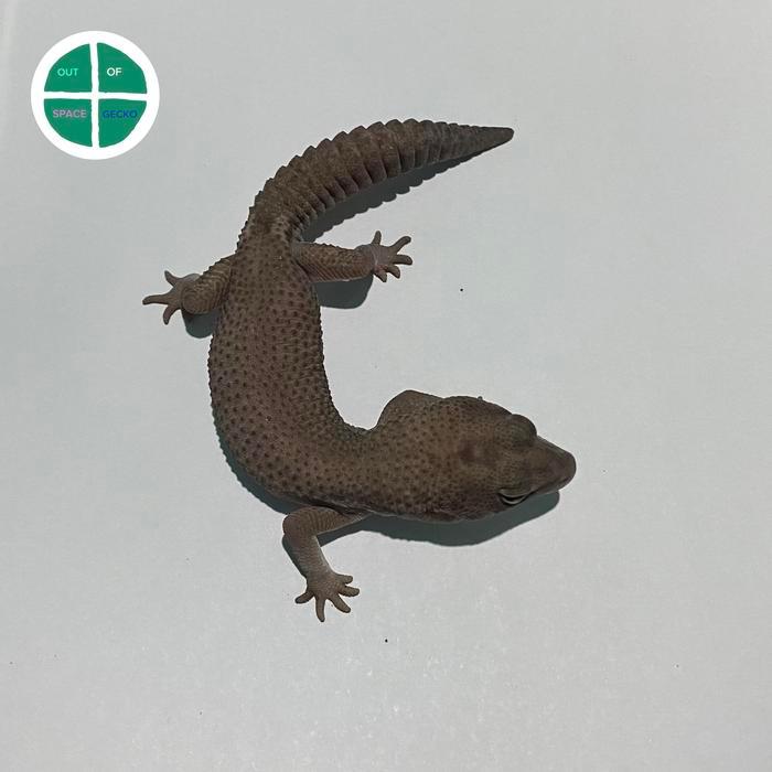 REDAY Terlaris Oreo Patty AFT Gecko ( African Fat Tailed Gecko ) Promo Murah