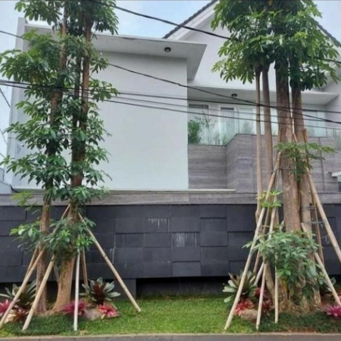 DISKON pohon pule/pohon pule fosil/pule posil
