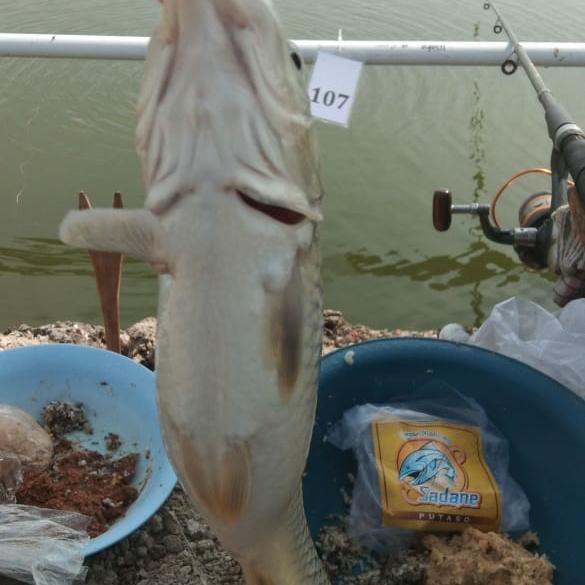 Terbaru Umpan Mancing Sadane Putaso