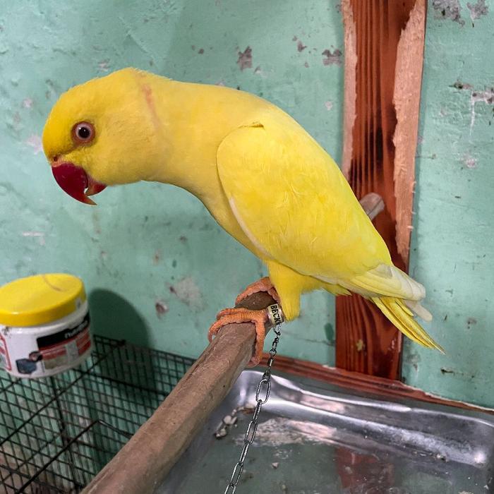 Indian Ringneck Lutino Jantan Jinak