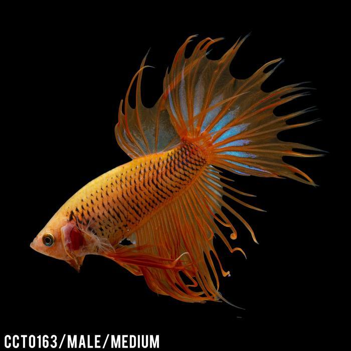 Ready Cupang Hias Serit Kuning / Yellow / Betta Fish Crowntail
