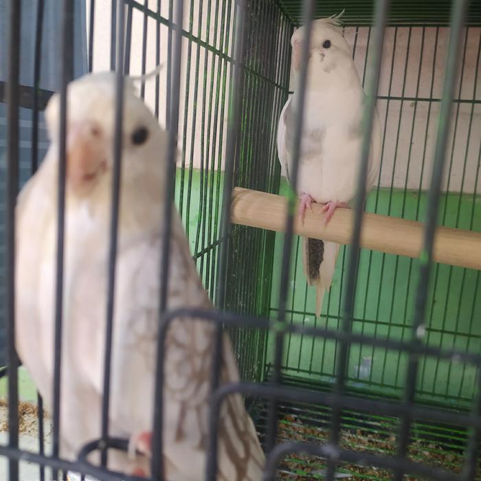 Ready Falk WF jantan & betina / jinak manja