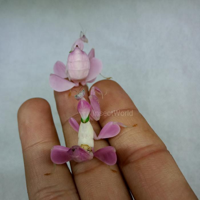 Ready BS orchid mantis pink anggrek