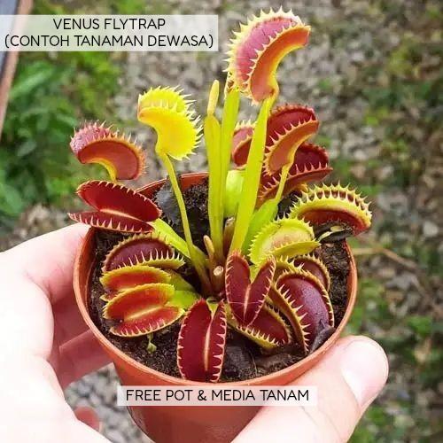 READY STOCK Tanaman Venus Flytrap Tanaman Karnivora