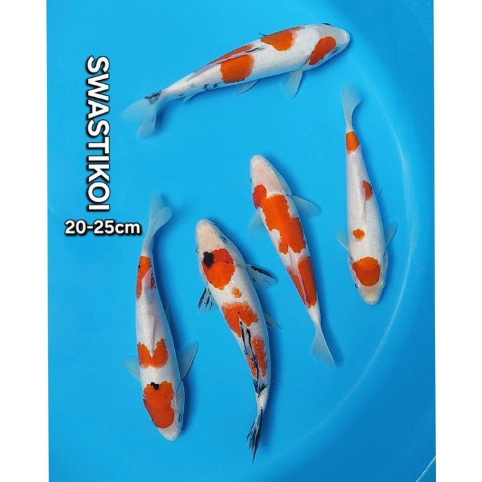 Ikan Koi Blitar Paket 5 Ekor Super Terbaru 