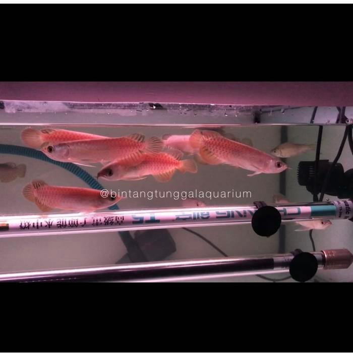Arowana Banjar Red Arwana Banjar Red 12Cm Terbaru 