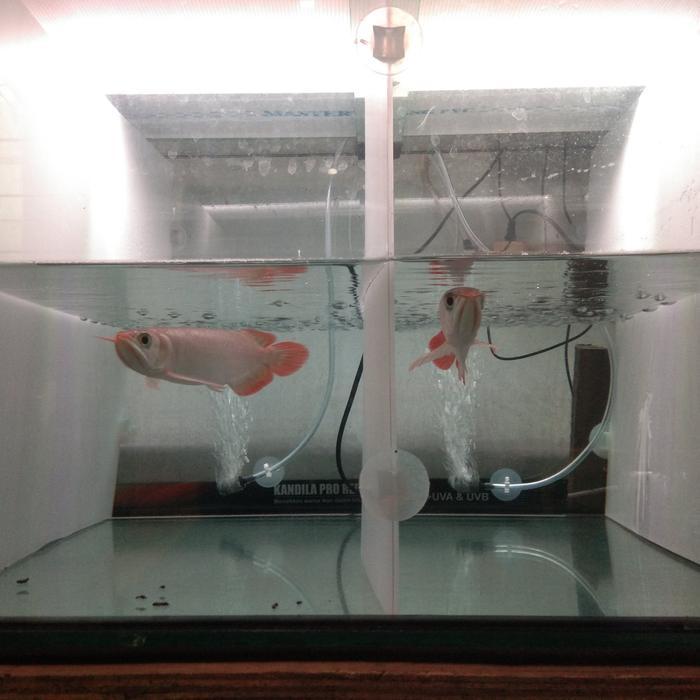Ikan Arwana Super Red 20Cm Terbaru 