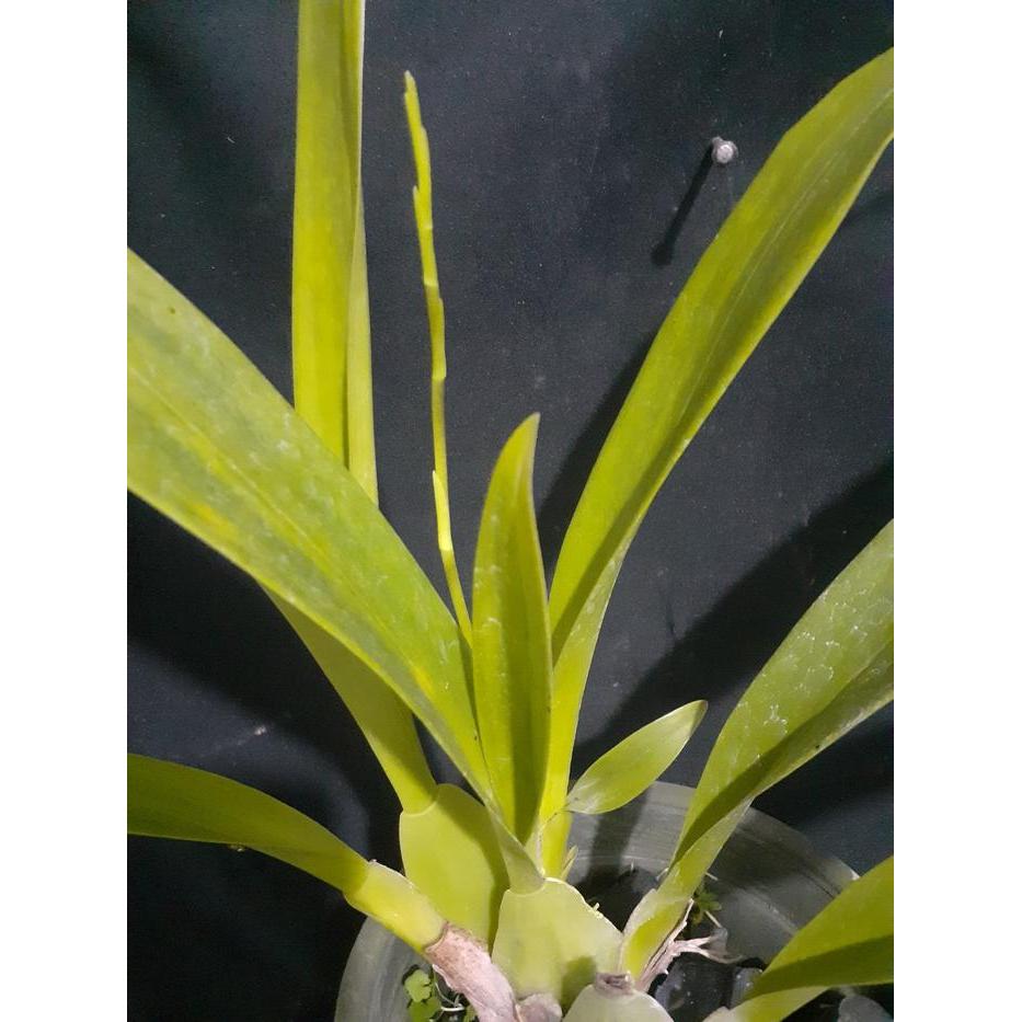 Yuxurystore- [ Spike Berbunga Oncidium Sharry Baby "Sweet Fragrance"