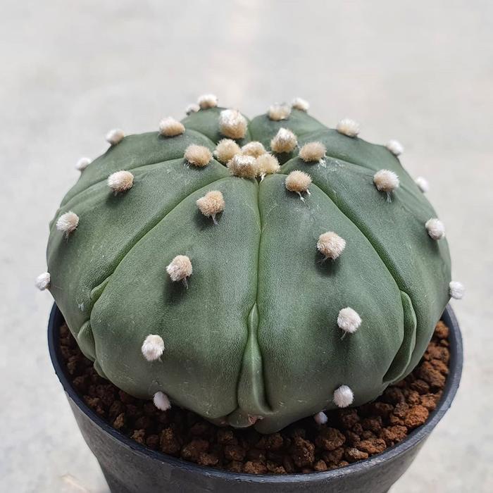 TERLARIS Kaktus Sukulen - Kaktus Astrophytum - Kaktus