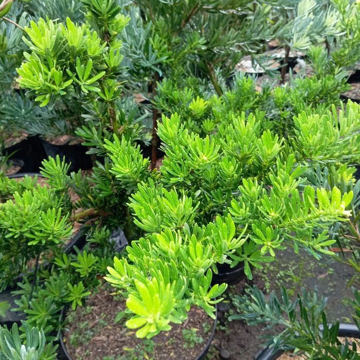 Tanaman Lohansung Cincuan Bahan Bonsai