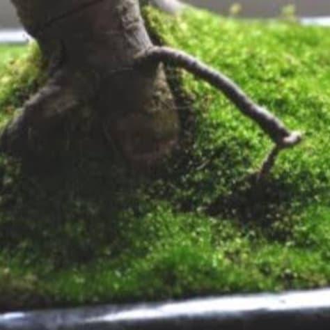 tanaman lumut bonsai