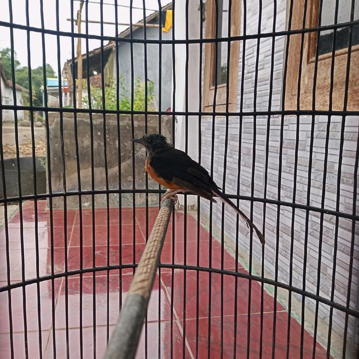 ASLI Kandang Burung Murai MH MBK HUTAN EKOR PANJANG READY STOCK