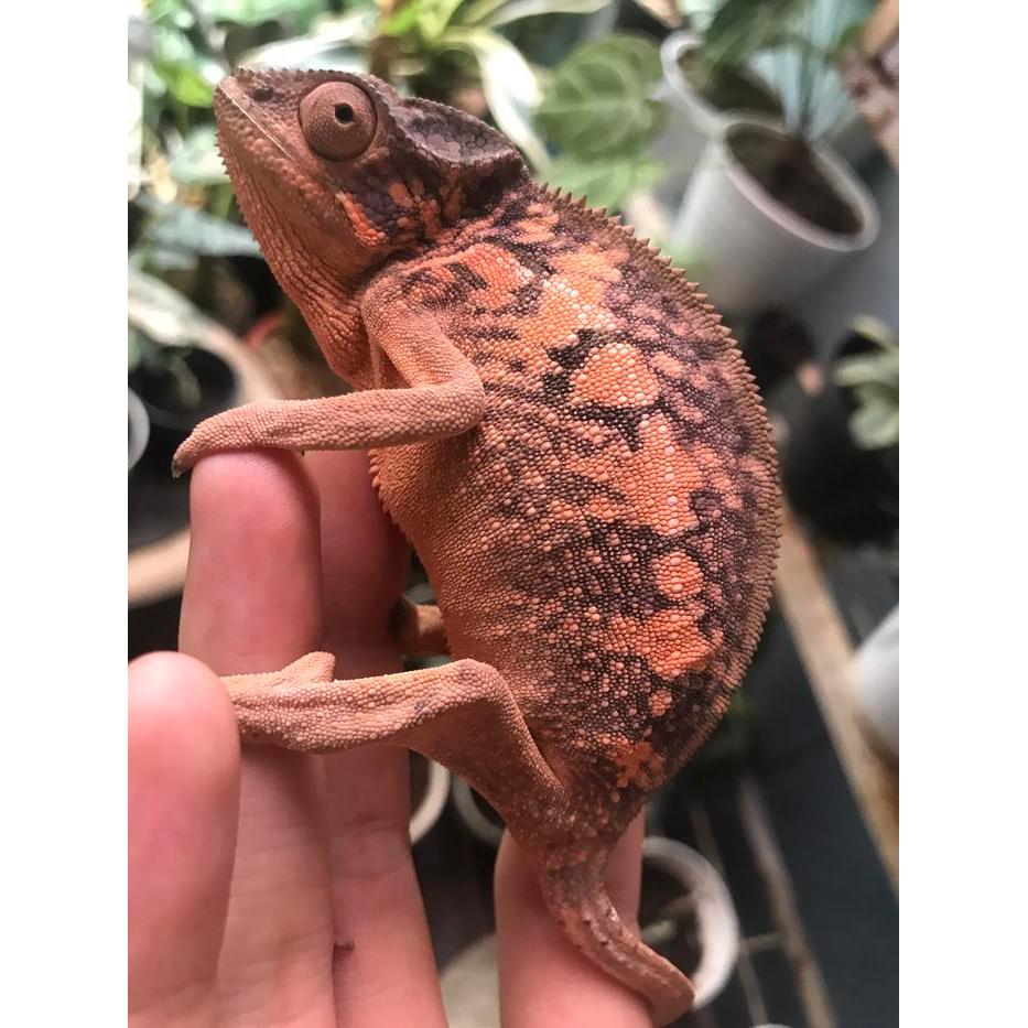 READY STOCK panther chameleon ambilobe