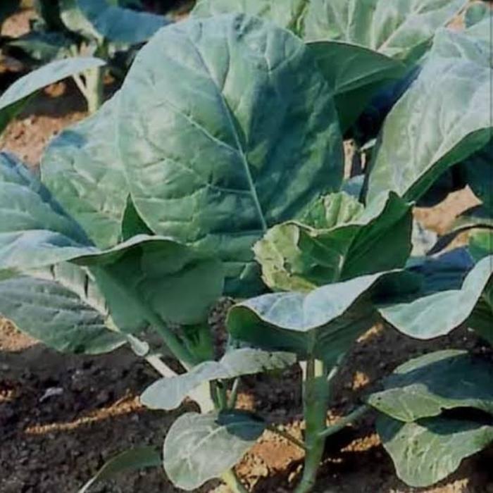 Terbaru Benih Sayuran Kailan/Bibit Sayur Kailan/Kailan