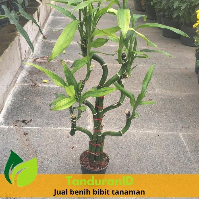 Tanaman Bambu Hoki Ulir Spiral