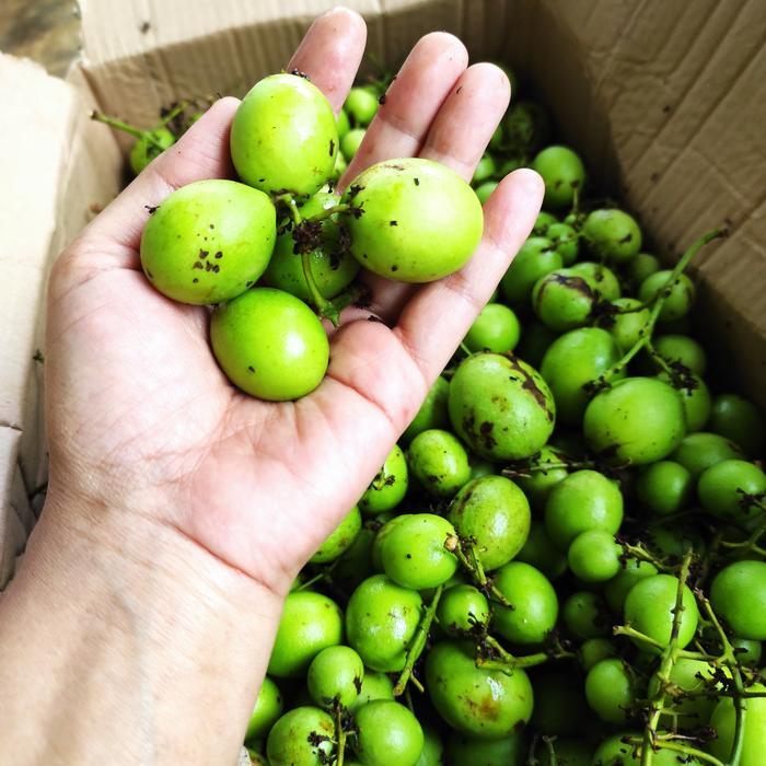Buah Gandaria Muda Super Fresh 1 Kg - Buah Dipetik Saat Ada Pesanan