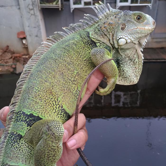 Spesial Promo Green Iguana Colombia Spesial