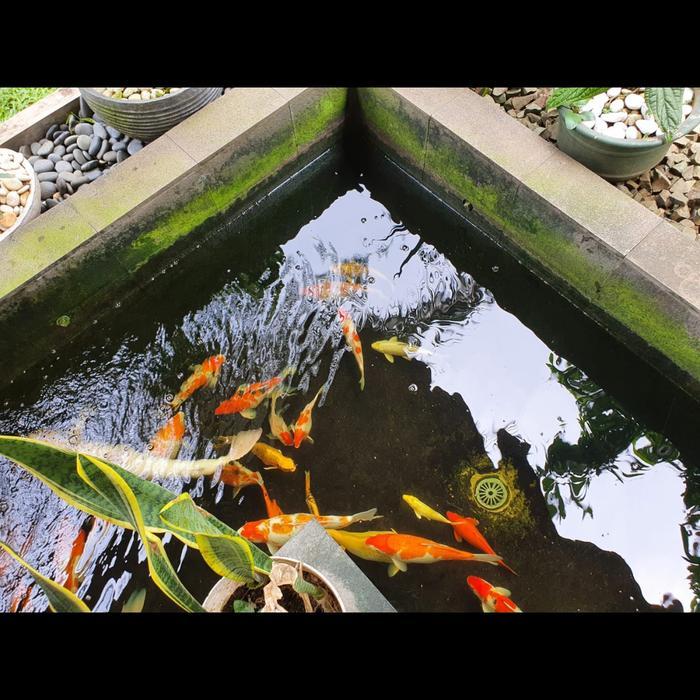 Perawatan Kolam Koi Jasa #Gratisongkir