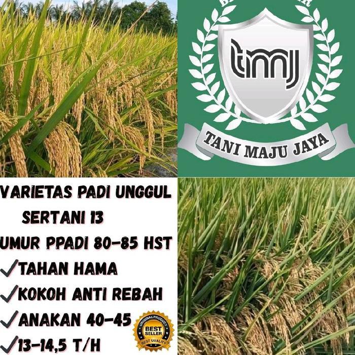 BIBIT PADI BENIH PADI UNGGUL VARIETAS SERTANI 13 KEMASAN 5 KG