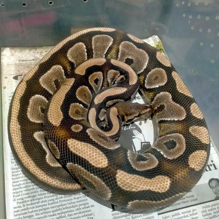 Ready Stock ball python Mojave bp morph