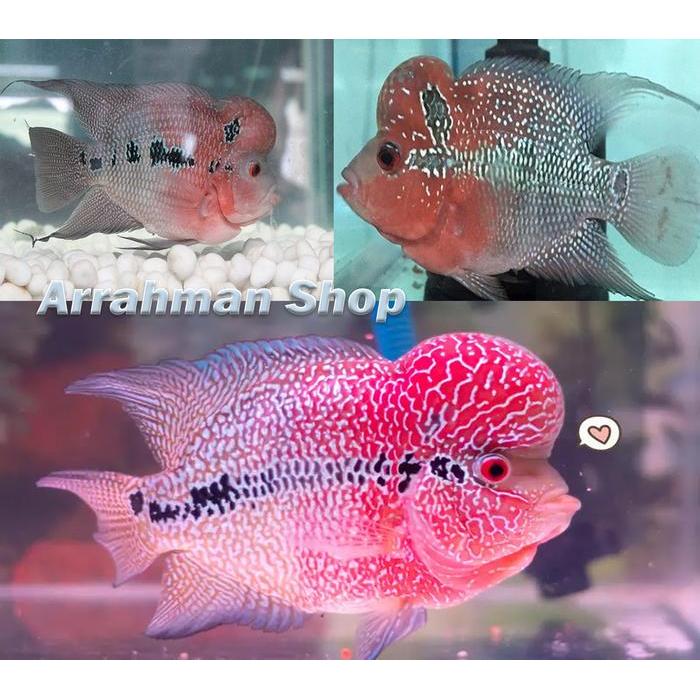Ikan Louhan Srd - Ikan Hias - Ikan Lohan Jenong Terbaru 