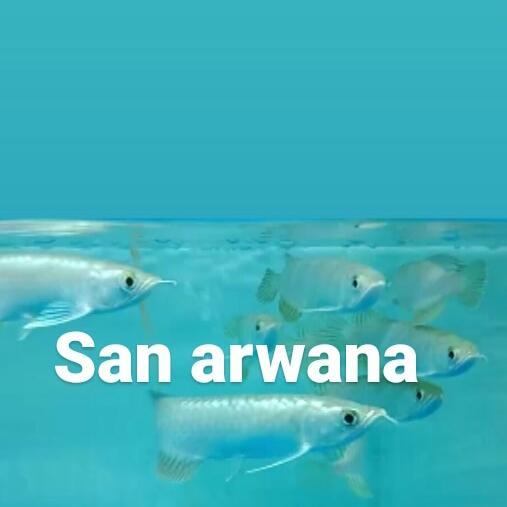 Ikan Arwana Green Pino Green Pino Arwana Terbaru 