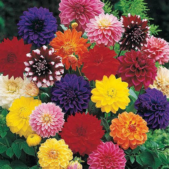Benih Bunga Dahlia Unwins Dwarf Mix Bunga Musim Panas