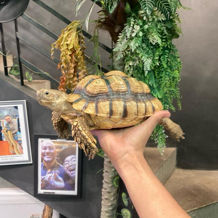 READY GE SULCATA LESS SCUTE 11 SCUTE SIZE 20 CM