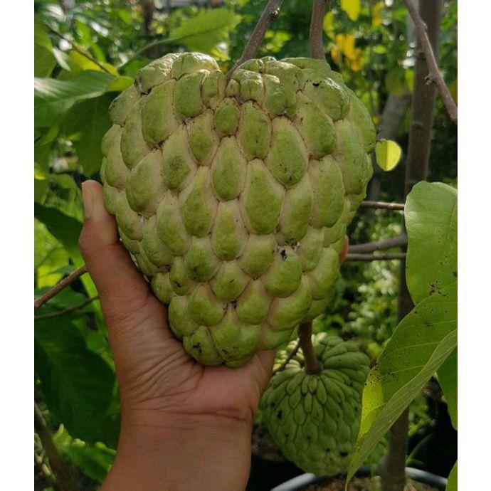 TERLARIS Bibit Srikaya JUMBO Hasil Okulasi Cepat Berbuah Tanaman Buah Segar dan Lezat