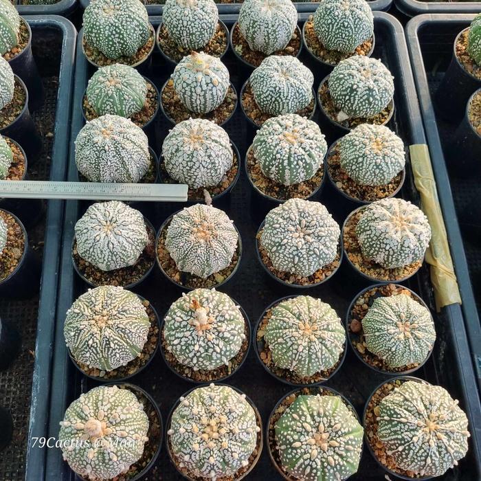 TERLARIS Kaktus Astrophytum Super Kabuto Size Besar Tanaman Hias Plant Real Pict