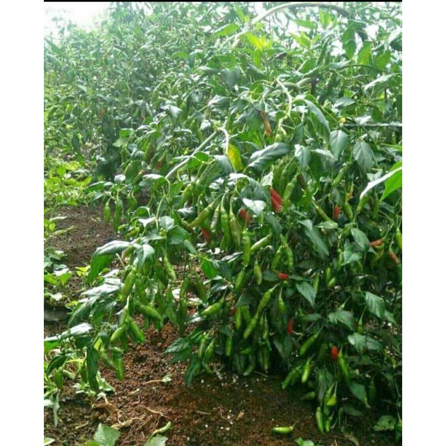 Benih Cabe Rawit Hijau Gy2 Kemasan 10 Gram Cap Bandar Seed - Bibit Cabai Rawit ijo G y2 - Rawit GV2 