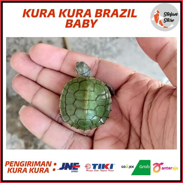 REDAY Terlaris BABY KURA KURA BRAZIL AIR Promo Murah