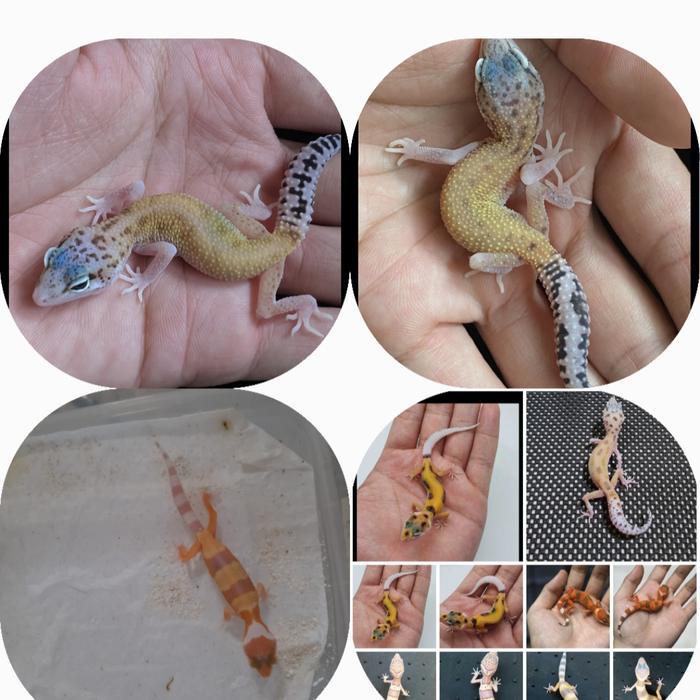 REDAY Terlaris Leopard gecko random morph 1-2 bulan Promo Murah