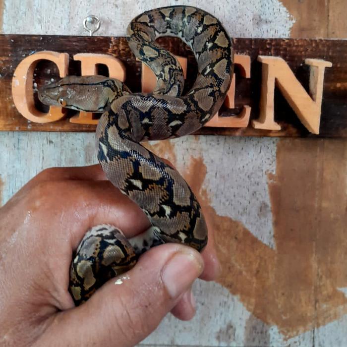 REDAY Terlaris Retic baby Promo Murah