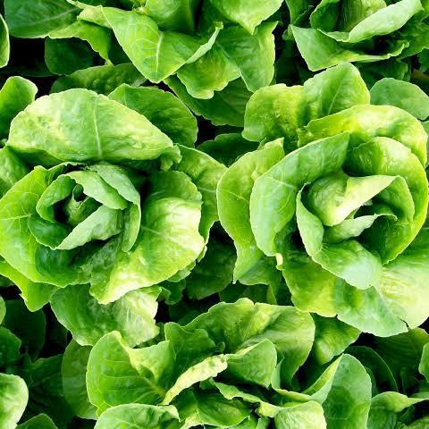Terbaru 2 Biji Bibit Benih Sayur Romaine Lettuce Selada Romaine
