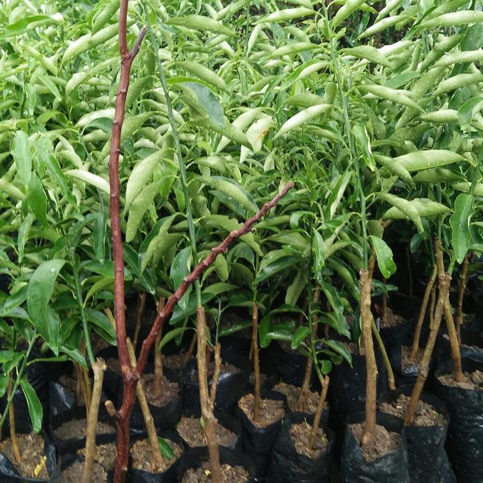 Bibit Tanaman Buah Jeruk Nagami Bibit Jeruk Nagami