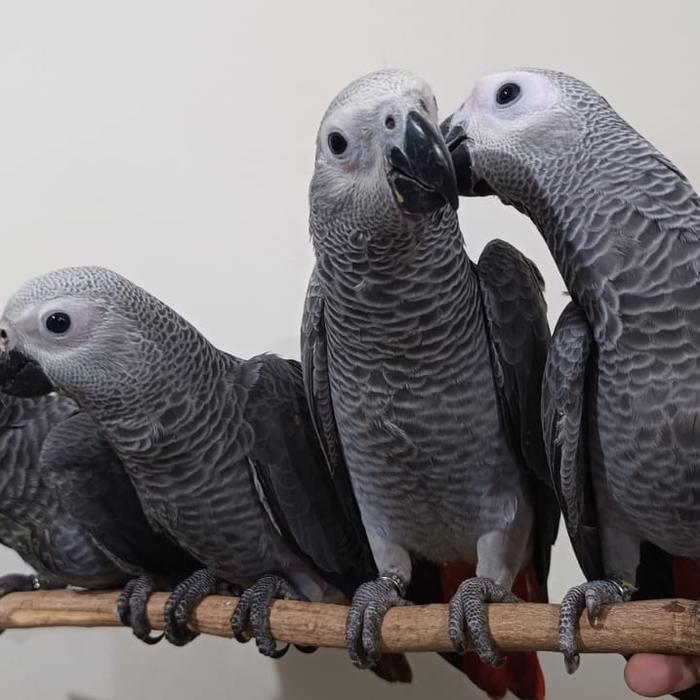 African Grey Parrot Anakan Non DNA