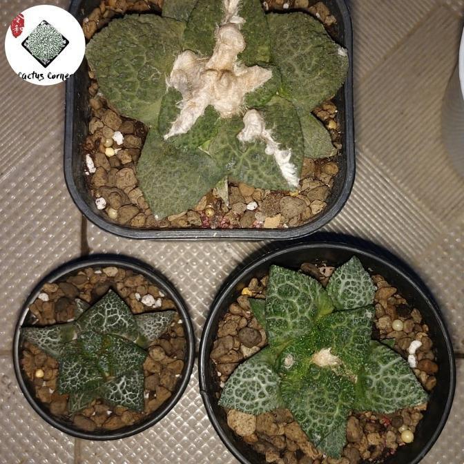 KAKTUS ARIOCARPUS ARIO CARPUS GODZILLA GODZILA
