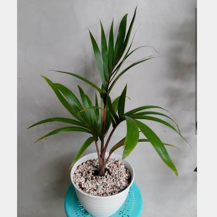 TANAMAN HIAS PALEM BOTOL MINI CANTIK + POT TAWON PUTIH & BATU HIAS