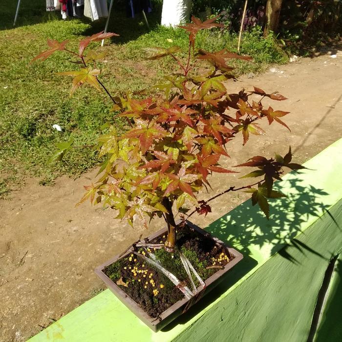READY Japanese Red Maple atau Bonsai Japanese Red Maple