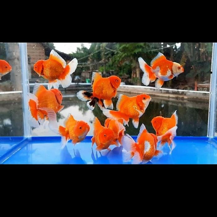 Ikan Mas Koki Oranda Rosetail Oranda Rw Rosetail Mas Koki Oranda Terbaru 