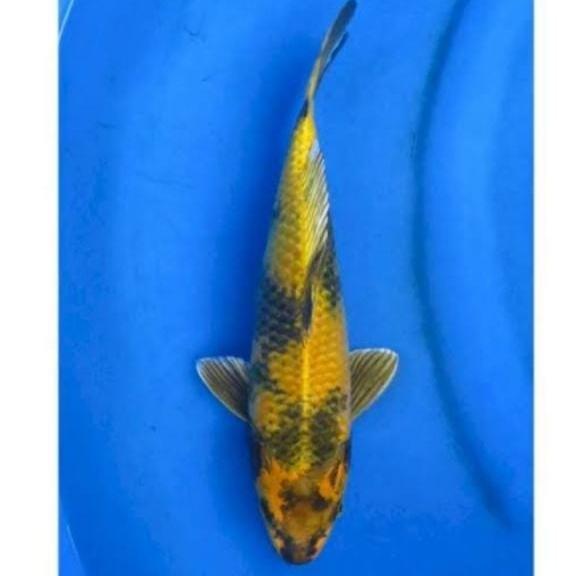 Ikan Koi Ki Utsuri Blitar Size 25-30Cm Terbaru 