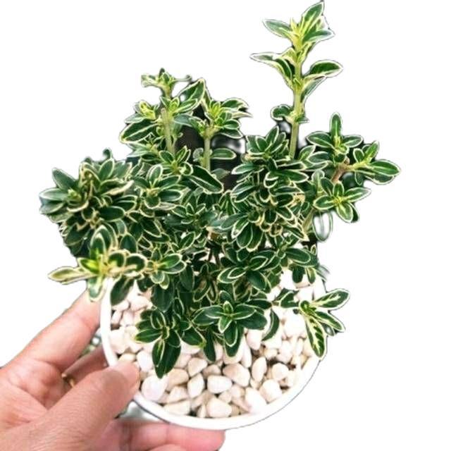 Tanaman Hias Mirten Varigata - Bibit Bonsai Mirten - Mirten Varigata