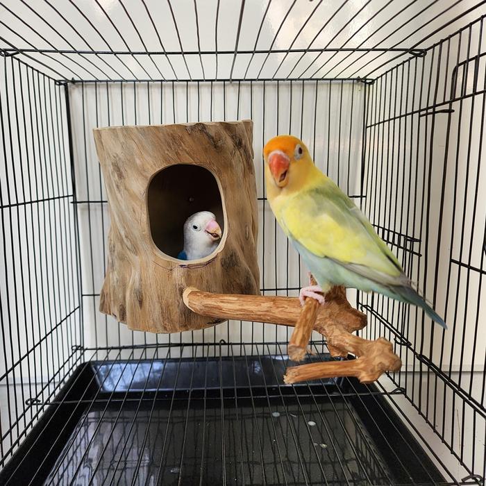 Glodok finch parkit glodok burung kecil