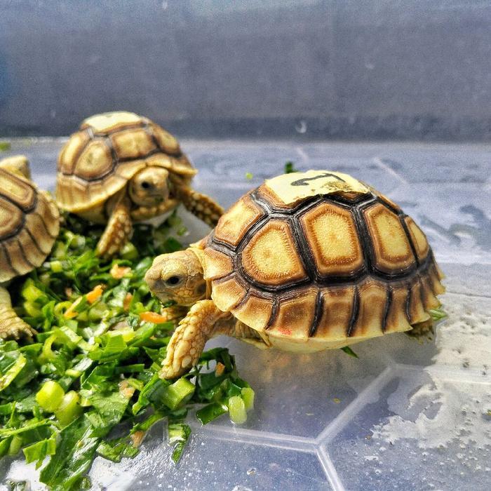 REDAY Terlaris Kura Kura Sulcata Babyyyy Promo Murah