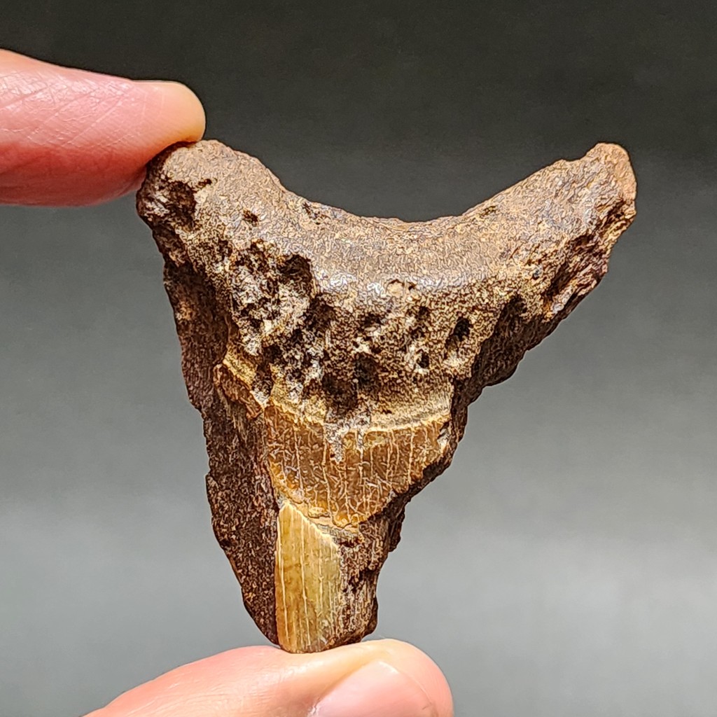 SUPER RARE | Half-Polished Javan Megalodon Tooth Fossil Fragment Natural Fosil Gigi Hiu Purba Megalo