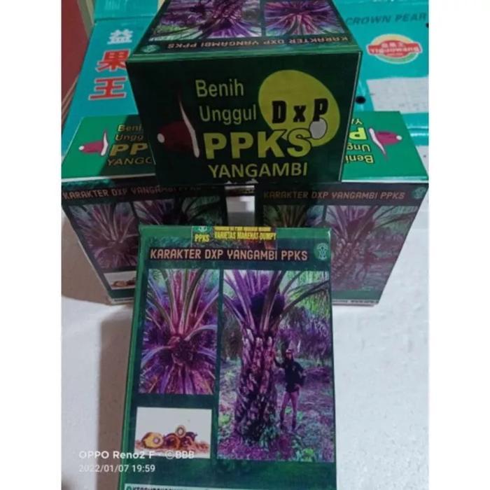 bibit benih tanaman ppks yangambi