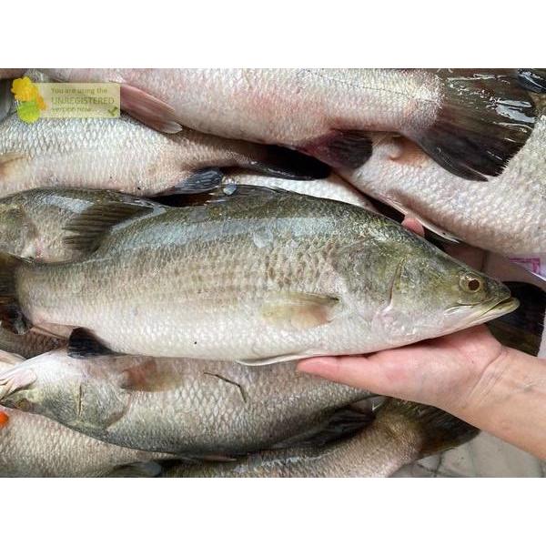 Ready Ikan Kakap Putih 1Kg Ikan Kakap Putih Segar Ikan Kakap Putih Baramundi Barramundi Seafood Ikan